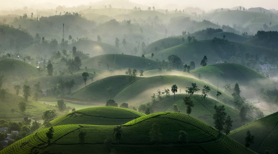 Las colinas de té de Long Coc se encuentran en el distrito de Tan Son, provincia de Phu Tho, a unos 125 kilómetros de Hanoi y 70 de la zona céntrica de la ciudad de Viet Tri. El "oasis del té" hace que Long Coc sea conocida como la "Bahía de Ha Long” en la meseta (Fuente: VNA)