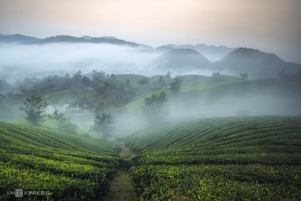 La marca de té de Long Coc, como el té Dinh Bat Tien o el té Shan Bat Tien, cumple los estándares de Buenas Prácticas Agrícolas de Vietnam (VietGAP) (Fuente: VNA)