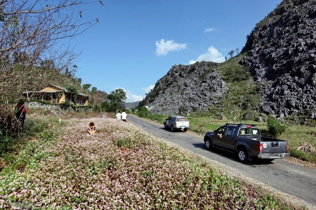 Vastos tapices de flores adornan las onduladas sendas (Fuente: VNA)