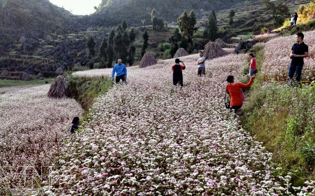 Sería una pena nunca visitar esta tierra en tiempo de florescencia para contemplar ese escenario probablemente considerado como el más romántico durante el año. (Fuente: VNA)