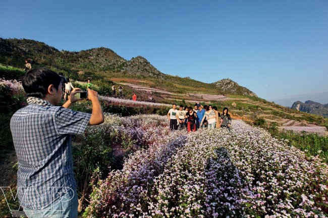 Todo el mundo aspira captar los momentos más hermosos de la meseta. (Fuente: VNA)