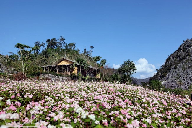 Pequeñas casas escondidas entre flores (Fuente: VNA) 