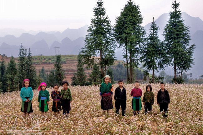 Semillas de alforfón es como una dote de los pobladores locales. Sus frutos se muelen en forma de harina y sirven para las principales comidas y el licor. (Fuente: VNA)