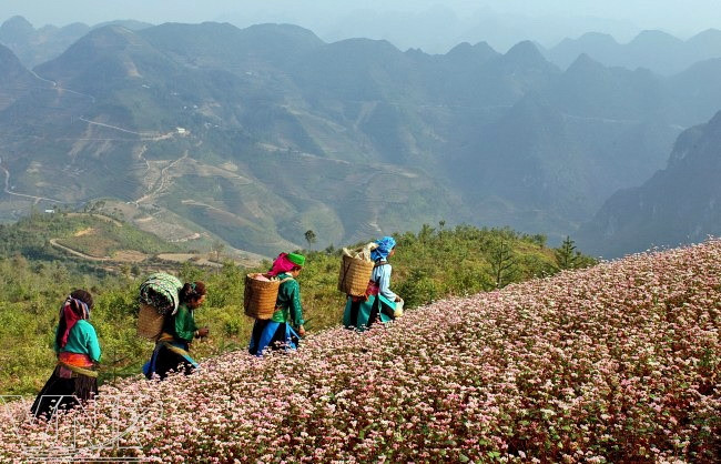 La temporada de floración, que va desde finales de octubre hasta principios de noviembre, crea una vista espectacular en los campos situados en laderas de las montañas. (Fuente: VNA)