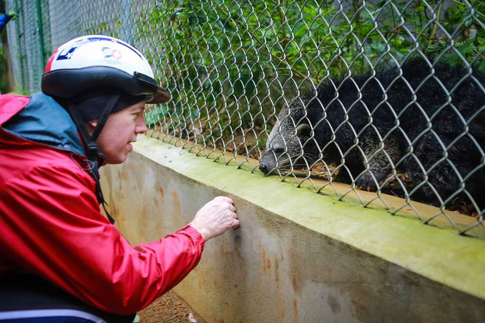 Encontró por primera vez un manturón (Arctictis binturong) en el Parque Nacional de Cuc Phuong, Ninh Binh (Fuente: VNA)