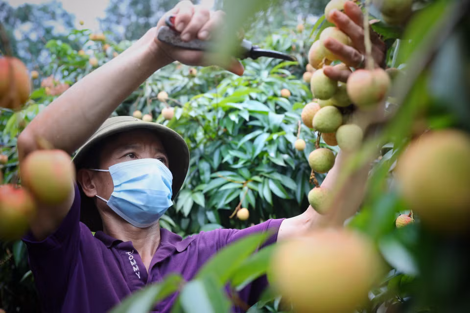 Los agricultores de la comuna de Hong Giang, distrito de Luc Ngan, cosechan 2,3 hectáreas de lichi, cultivado según los estándares de Viepgap (Foto: VNA)