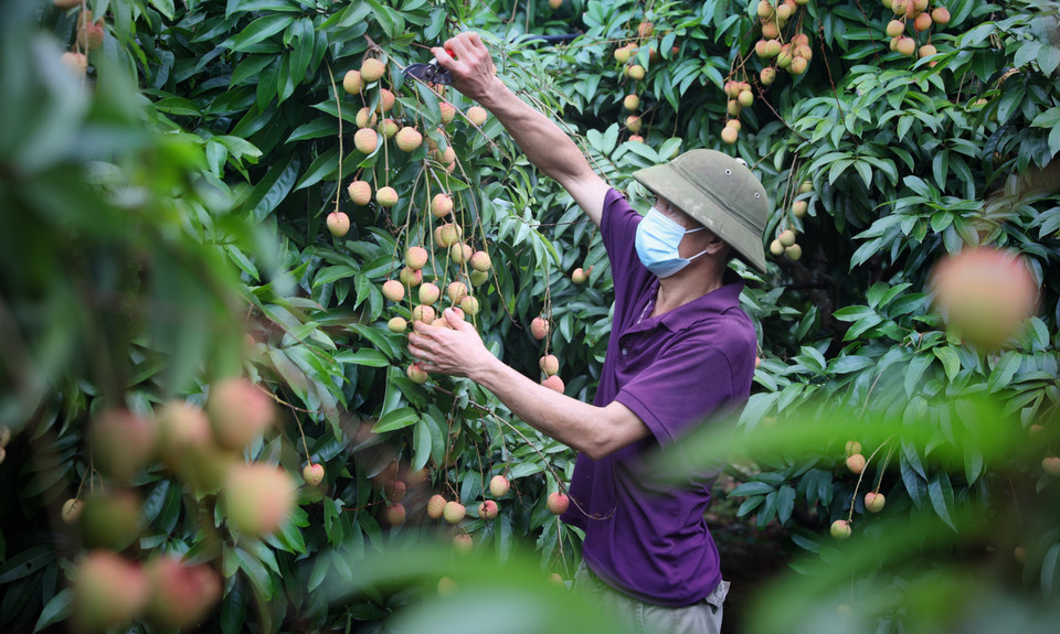 Cuidado del lichi para la exportación a Japón en la comuna de Phuc Hoa, distrito de Tan Yen, provincia de Bac Giang (Foto: VNA)