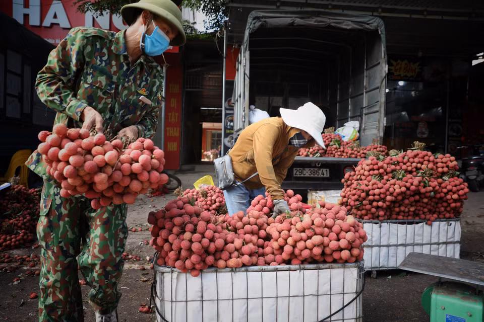 La provincia de Bac Giang entra en la temporada de cosecha de lichis (Foto: VNA)