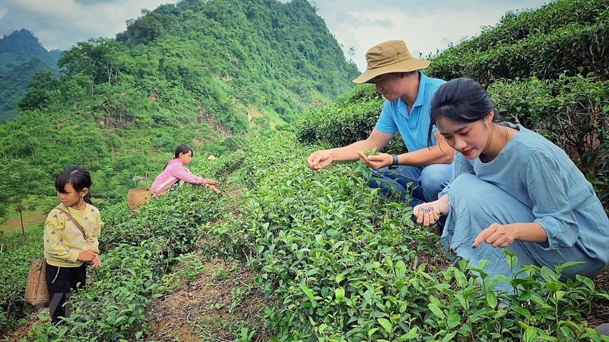 Si tienes la oportunidad de visitar el lugar, no dejes de experimentar la recogida de té con la gente aquí. Los niños Thai, cuando no hay clase, acompañan también a sus padres en la cosecha de hojas de té. Estos productos son cultivados, cuidados y recolectados de forma manual por la gente local con la experiencia heredada de muchas generaciones. Con el sabor original y típico de la zona noroeste de Vietnam, la calidad del té de Moc Chau siempre es apreciada y favorecida por los consumidores. El té procesado se vende con un precio de dos a tres dólares por kilogramo. (Foto: Mai Mai/Vietnam+)