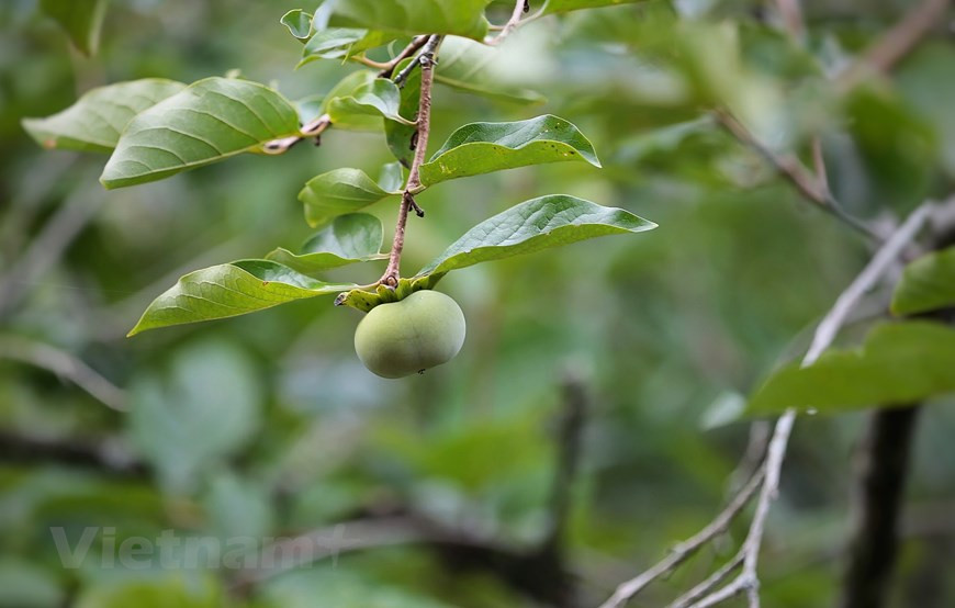 Ubicada en la rica tierra de la zona montañosa, la localidad cuenta con numerosas variedades de frutas de temporada. Con la fuerza de los productos agrícolas, los pobladores Thai en la aldea de Doi cultivan varios tipos de plantas como té, maracuyá, aguacate, calabaza, ciruela, entre otros. Especialmente, la ciruela de Moc Chau es la más conocida por su calidad, gracias a las condiciones del clima aquí.Con el método manual, la productividad del cultivo en la aldea de Doi sigue siendo bastante modesta. Sin embargo, las frutas son apreciadas por su calidad con sabor fresco y que no utilizan sustancias químicas en el proceso de cultivo. (Foto: Mai Mai/Vietnam+)