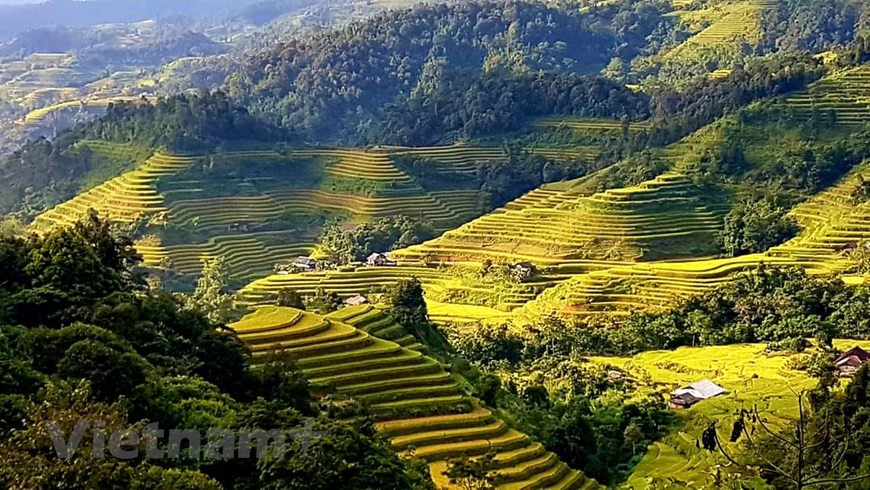 Actualmente, se está llevando a cabo en línea la sexta edición del programa turístico “Recorrer las terrazas de arroz patrimoniales de Hoang Su Phi”, del 4 al 30 de septiembre. Tal cambio de formato del programa es pertinente considerando la actual situación pandémica y la tendencia común de la sociedad moderna. Además de cumplir la meta inherente de promocionar las singularidades culturales y la gente local, el evento facilitará la salida de productos agrícolas típicos, al ofrecerlos en línea, con vistas a lanzarlos oficialmente en plataformas de comercio electrónico y crear una premisa para la digitalización de la economía en el futuro. (Foto: Vietnam+)
