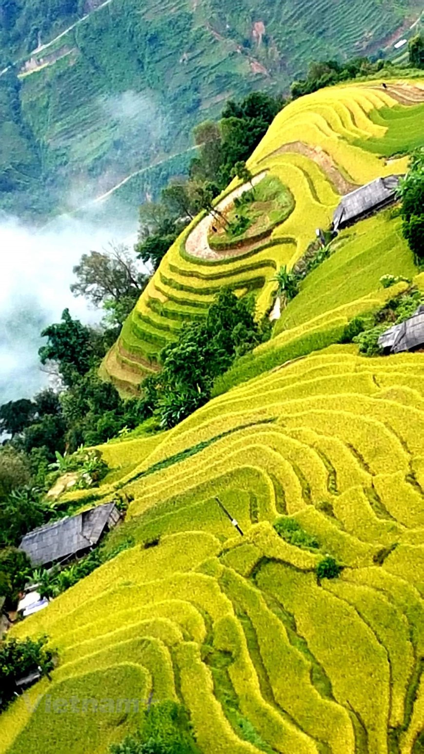 El arroz en este lugar suele madurar más tarde que en otras localidades, a mediados de octubre, por lo que si los turistas desean divisar el "mar de arroz dorado" en el horizonte, pueden visitar Hoang Su Phi desde los últimos días de septiembre y experimentar las atractivas vistas sobre la temporada de cultivo. Bajo el sol, las tonalidades de verde y oro de los campos se aprecian en líneas curvas que entregan un deslumbrante espectáculo para sus observadores. Aferrados a las laderas de las montañas, los campos de arroz se mezclan con el blanco y azul de las nubes y el cielo. (Foto: Vietnam+)