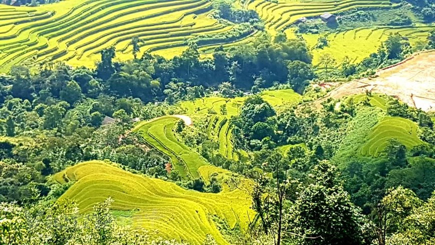 En junio, los pobladores étnicos en Hoang Su Phi inician la acumulación de agua en los arrozales con el comienzo de la temporada de lluvias en el norte. Las precipitaciones en las laderas de la montaña y los arroyos fluyen hacia los campos, que se convierten en un espejo celestial especial. Cuando los campos absorben suficiente líquido, los pobladores comienzan la siembra única del año utilizando las técnicas heredadas de los antepasados por muchas generaciones. Aunque no son tan famosos como otros destinos en Y Ty y Mu Cang Chai, los campos en terrazas de Hoang Su Phi aún resultan espléndidos y poéticos. (Foto: Vietnam+)