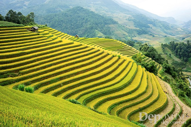 Mu Cang Chai es considerado paraíso de las terrazas 