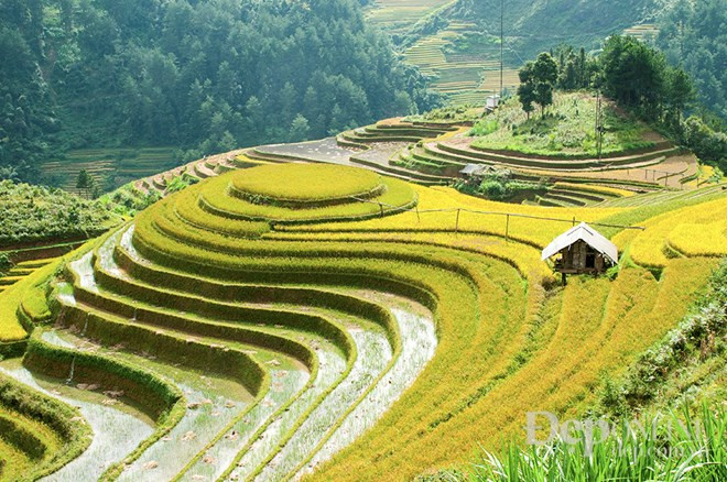 El color de los campos esta temporada es el color de felicidad, que promete una cosecha abundante para los agricultores.
