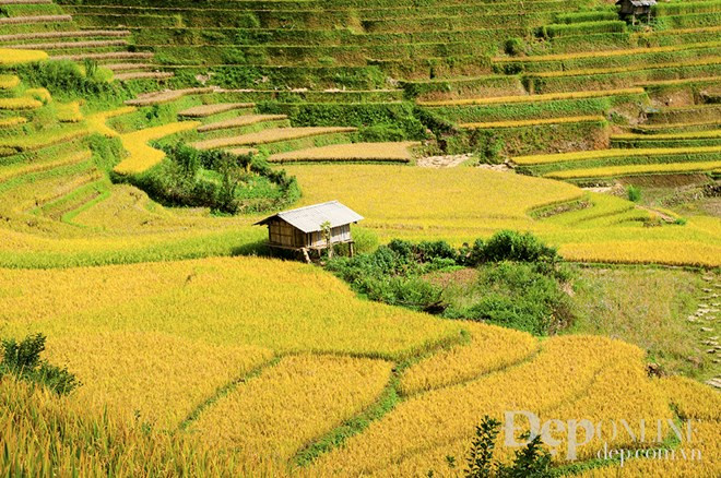 Una casa rodeada por el mar dorado 
