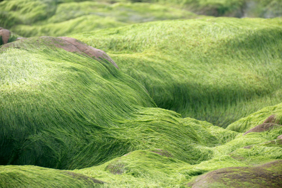 La playa de musgo Co Thach es famosa por los paisajes pintorescos, creados por los campos de piedras singulares que son difíciles encontrarse en otros lugares (Fuente: VNA)