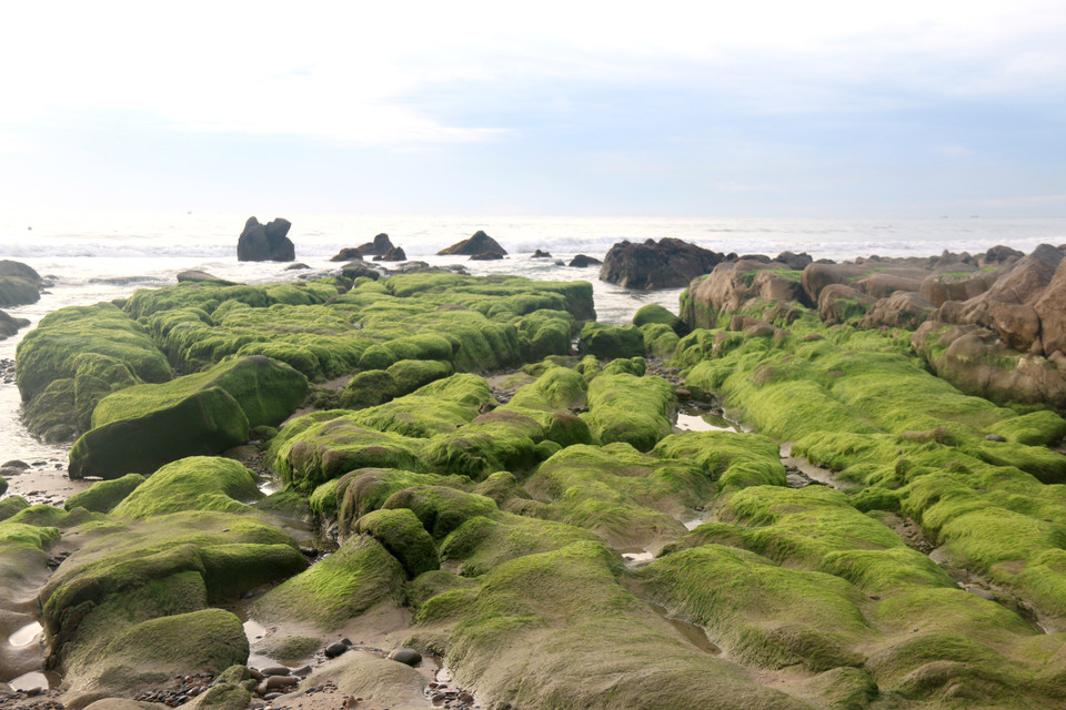 La playa de musgo Co Thach es famosa por los paisajes pintorescos, creados por los campos de piedras singulares que son difíciles encontrarse en otros lugares (Fuente: VNA)