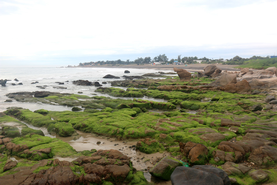  La playa Co Thach cubierta por musgo se sitúa próximamente a la de piedras coloradas (Fuente: VNA)