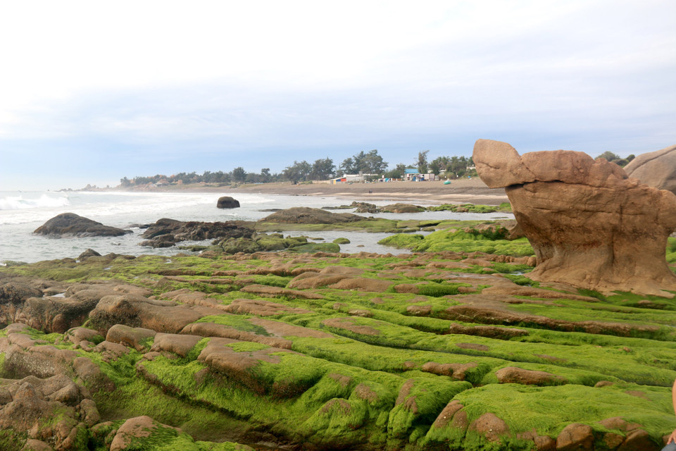 La playa de musgo Co Thach es famosa por sus paisajes naturales (Fuente: VNA)