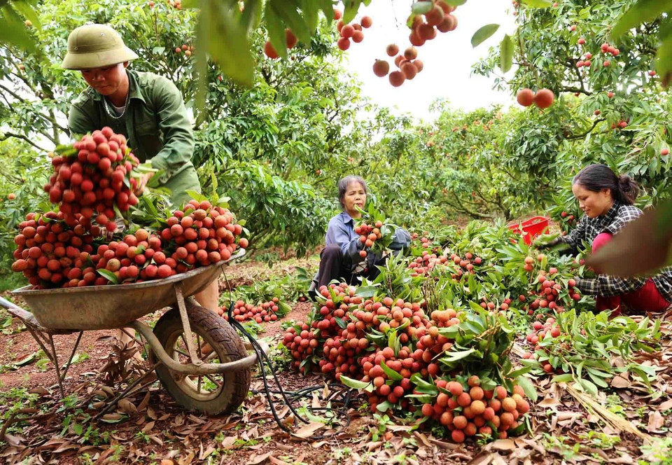 El distrito de Luc Ngan cuenta con más de 217 hectáreas de lichis Thieu para exportación, cultivados bajo los estándares de GlobalGAP, con 18 códigos de área de cultivo otorgados a seis comunas, incluidas Hong Giang, Kien Lao, Tan Son, Giap Son, Tan Moc y Bien Son. (Foto: VNA)