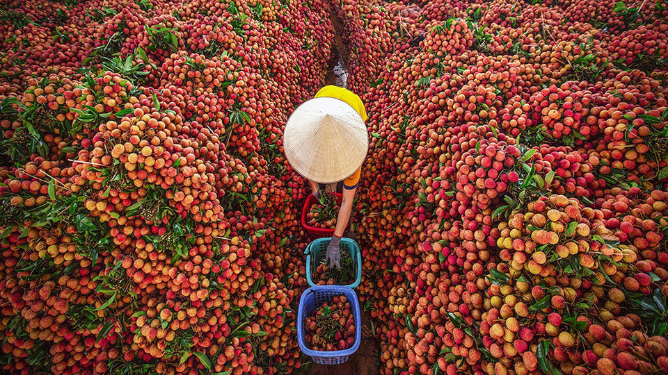 Todos los años, desde mediados de junio hasta principios de julio, los visitantes del distrito de Luc Ngan, a más de 60 kilómetros al noreste de Hanoi, verán los brillantes colores rojos de los lichis por todas partes. (Foto: VNA)