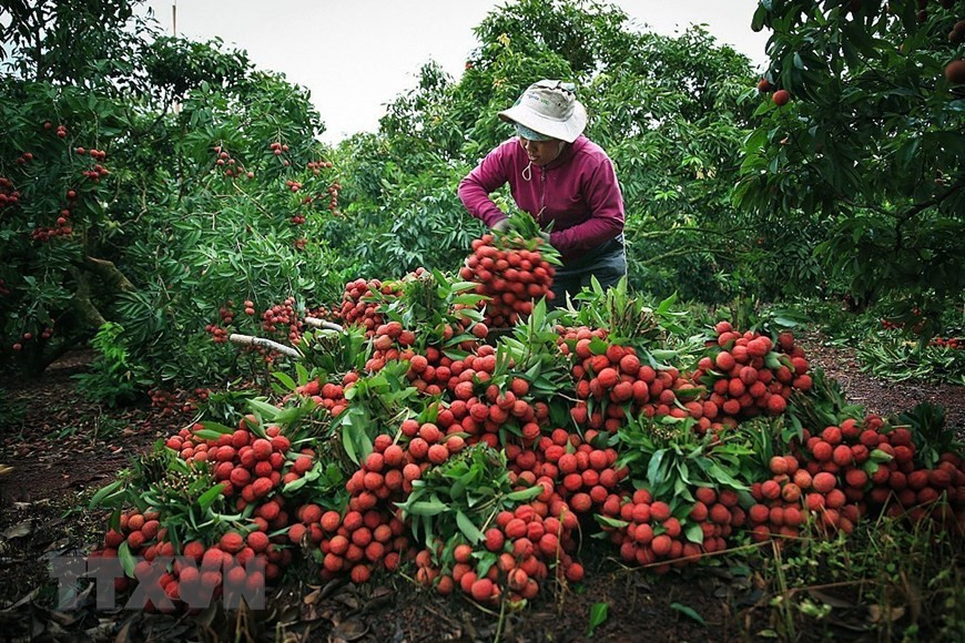 Cosecha de lichis cultivados bajo los estándares GlobalGAP en la comuna de Hong Giang, distrito de Luc Ngan. (Foto: VNA)