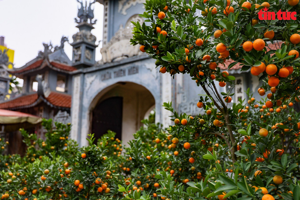 Los árboles de kumquat Tu Lien están llenos de frutos dorados. (Fuente: VNA)