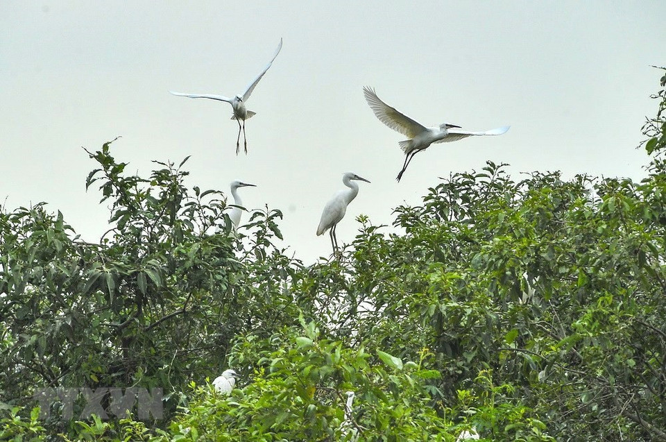 El islote, llamado "Isla Cigüeña", es una atracción turística en la comuna de Gia Lac al norte de la provincia de Ninh Binh. (Fuente: VNA)