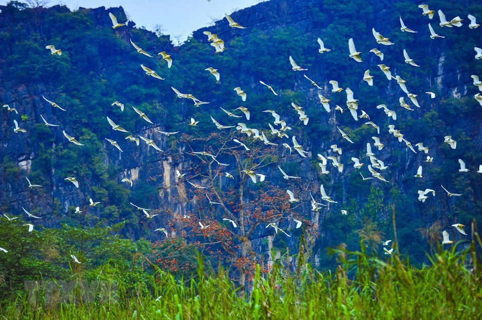 El islote es el hogar de muchas cigüeñas blancas. (Fuente: VNA)