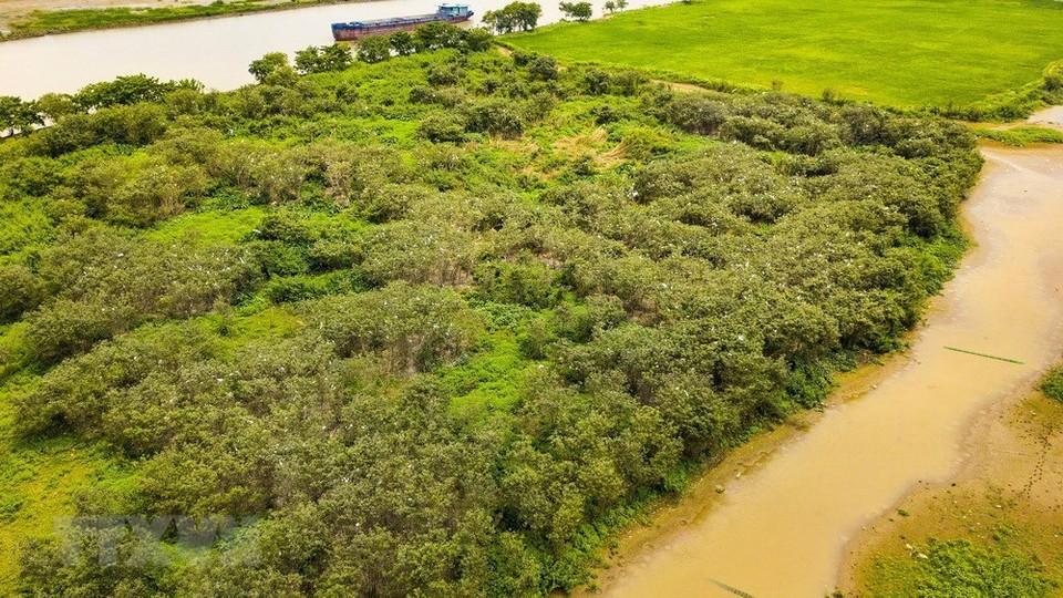 Miles de cigüeñas blancas vuelan desde todas las regiones para vivir y aparearse en un islote en el río Hoang Long, a 20 kilómetros de la ciudad de Ninh Binh, en la homónima provincia.(Fuente: VNA)