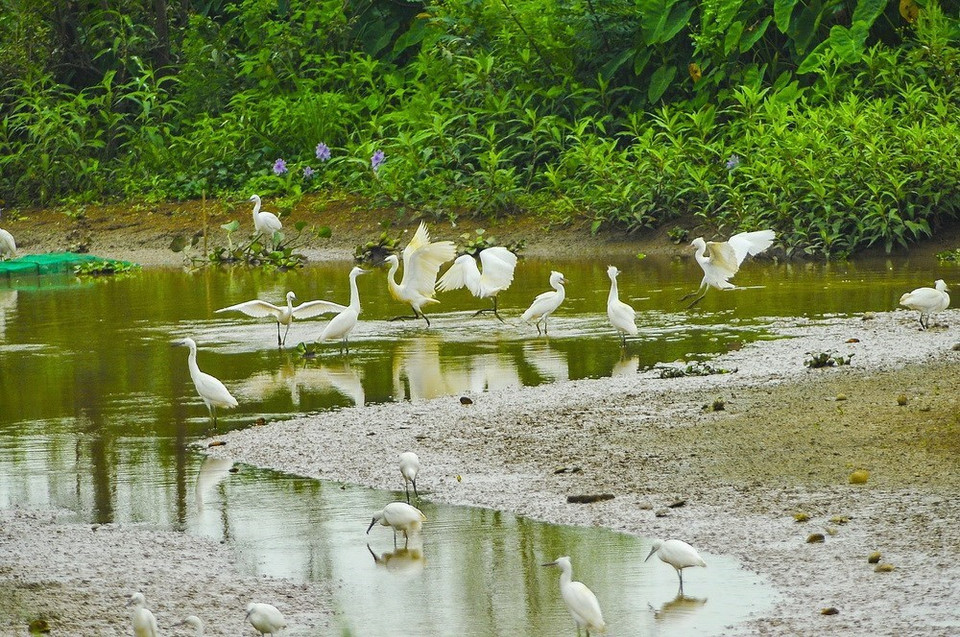 Las cigüeñas son los principales habitantes del islote. (Fuente: VNA)