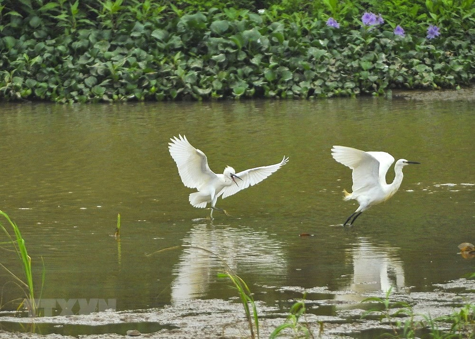 Las cigüeñas son los principales habitantes del islote. (Fuente: VNA)