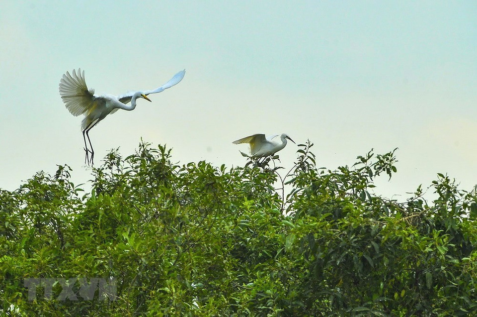 El islote, llamado "Isla Cigüeña", es una atracción turística en la comuna de Gia Lac al norte de la provincia de Ninh Binh. (Fuente: VNA)