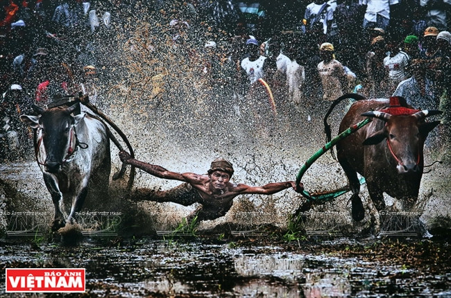 " Carrera de búfalos " de John Hantoro Pudjoko de Indonesia.