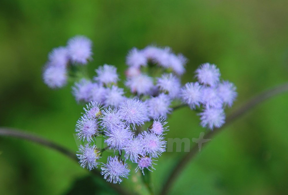 Incluso los residentes locales no conocen los nombres de incontables flores aquí. (Fuente: VNA)