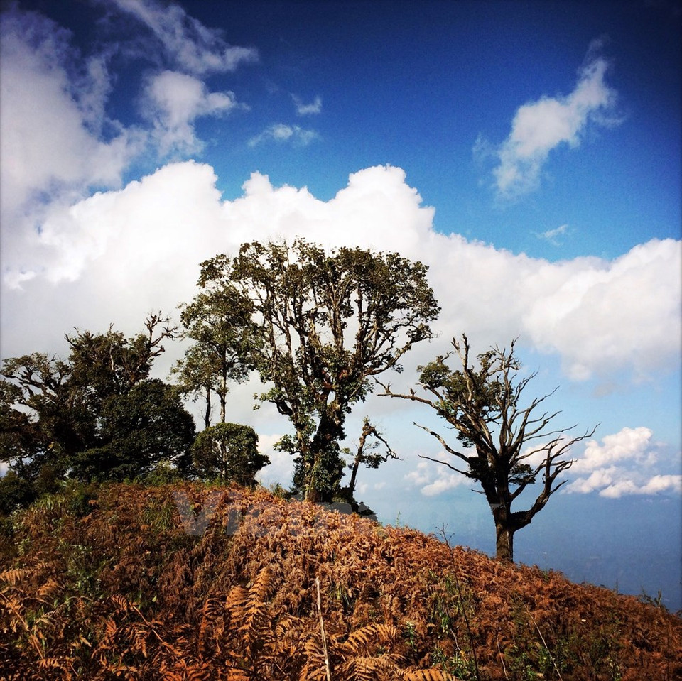 Durante esta temporada, los helechos maduros se convierten en marrón. (Fuente: VNA)
