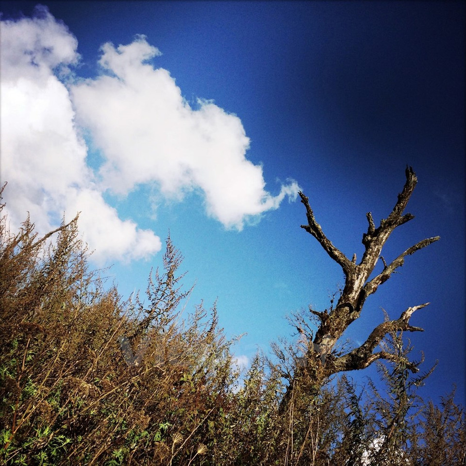 Antiguo árbol y nubes en Lao Than. (Fuente: VNA)