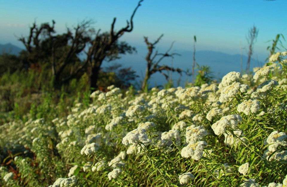 A altitudes de 2600 – 2700 metros se encuentran tapices de flores blancos. (Fuente: VNA)