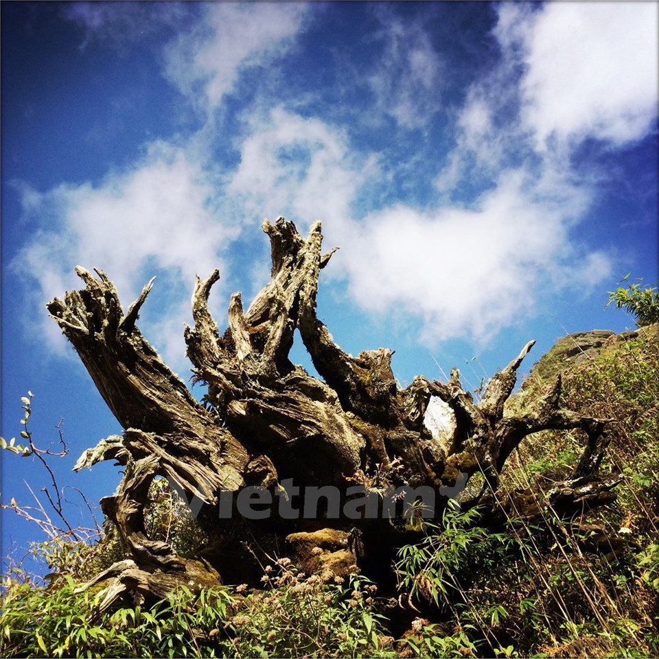 Al subir a la cima, se encuentran cada vez más tocones secos parecidos a esculturas de la naturaleza. (Fuente: VNA)