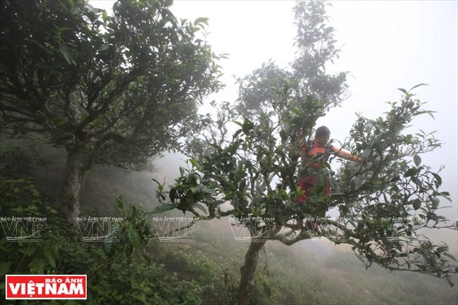 Para recoger los brotes de té Shan Tuyet, los lugareños tienen que trepar por los viejos y altos árboles y recoger los brotes de té frescos, uno por uno, y guardarlos en una cesta en sus espaldas (Foto: VNA) (Fuente:VNA)