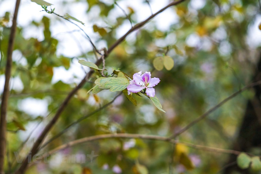 Las flores de bauhinia (Foto: Vietnamplus)