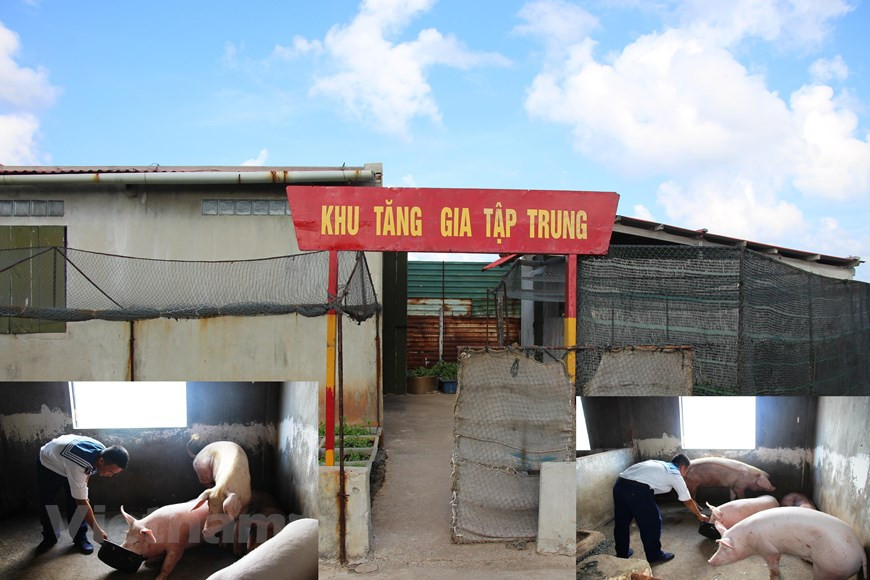 No solo plantan verduras y árboles ornamentales, los combatientes también intensifican la ganadería para diversificar la dieta, en aras de garantizar la salud de los soldados. (Fuente: VietnamPlus)