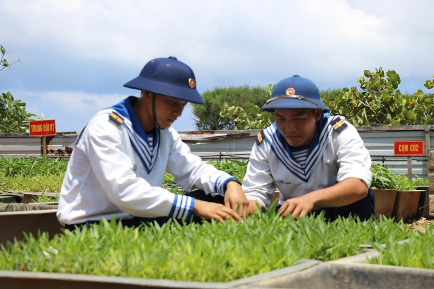 Además de su misión permanente de mantener firme la salvaguarda del territorio marítimo y aéreo de la Patria, los soldados impulsan el cultivo y ahorran el agua potable. (Fuente: VietnamPlus)
