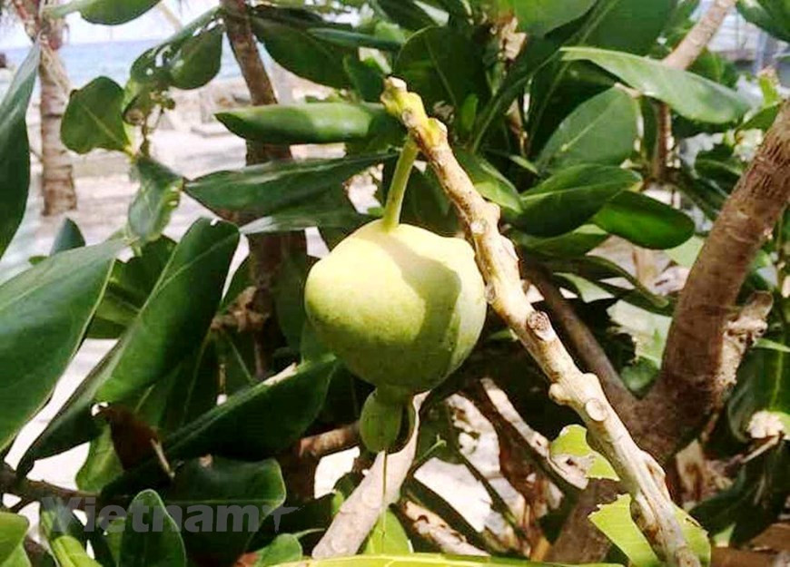 Dada su resistencia y adaptabilidad a las desfavorables condiciones de clima, los Barringtonia asiatica son árboles populares en Truong Sa, que ofrecen la sombra a los seres humanos y contribuyen a reducir la erosión de tierra. (Fuente: VietnamPlus) 