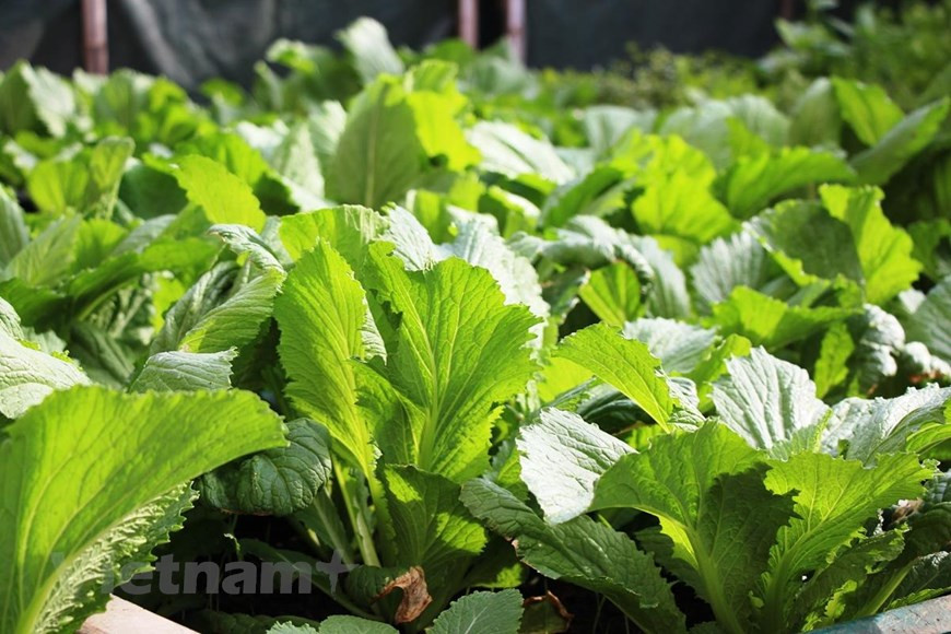 Por eso, es impresionante que aquí se produce una gran cantidad de verduras. (Fuente: VietnamPlus)
