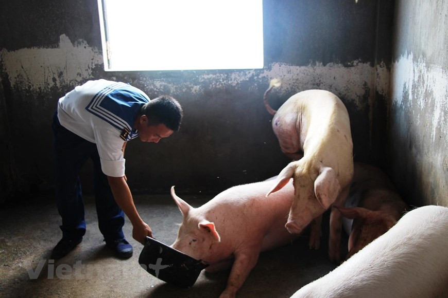 Con algunos cercos transportados desde la tierra firme, los soldados en la isla de An Bang ahora poseen una gran cantidad de ganado. (Fuente: VietnamPlus)