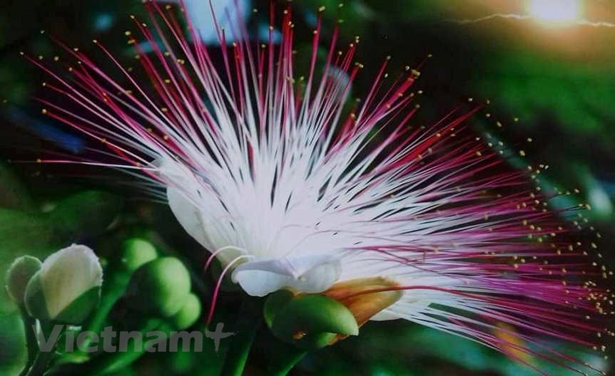 Una flor de Barringtonia asiatica, la “reina de belleza” de Truong Sa. (Fuente: VietnamPlus)