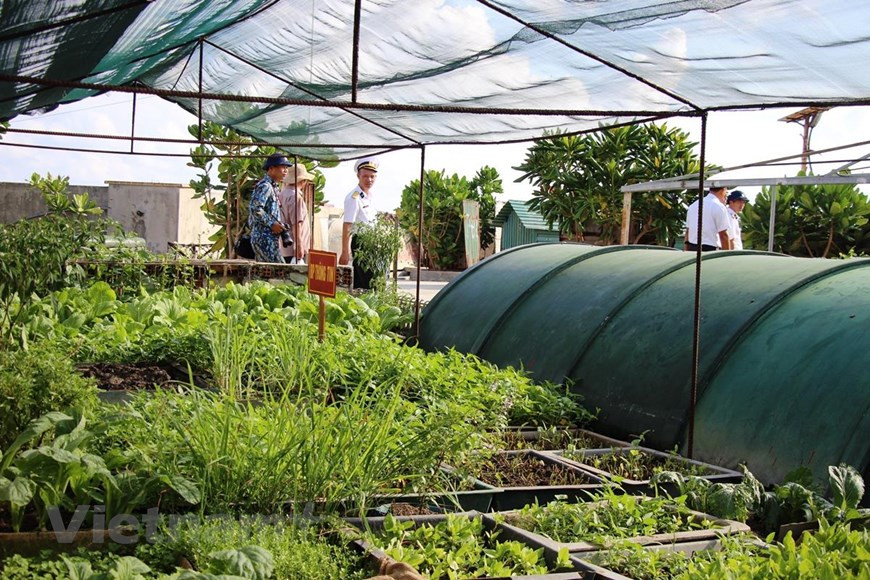 Los combatientes acantonados en Truong Sa impulsan el cultivo y la ganadería, brindar la vida a estas islas. (Fuente: VietnamPlus) 