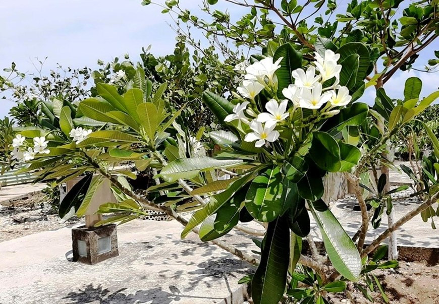 Las semillas de la vida germinan en todos los lugares. (Fuente: VietnamPlus)